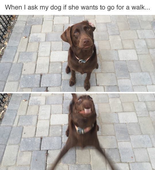 dog memes7