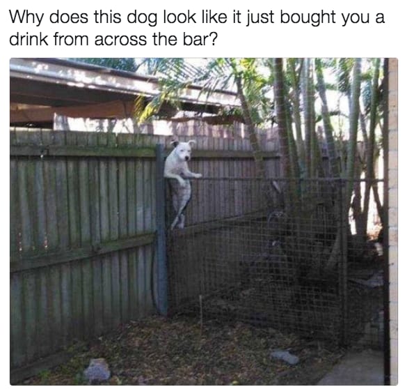 dog memes73