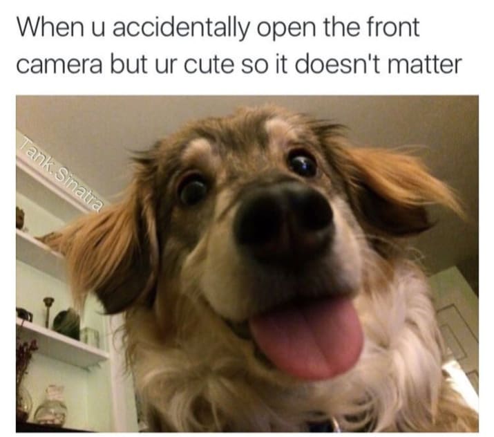 dog memes77