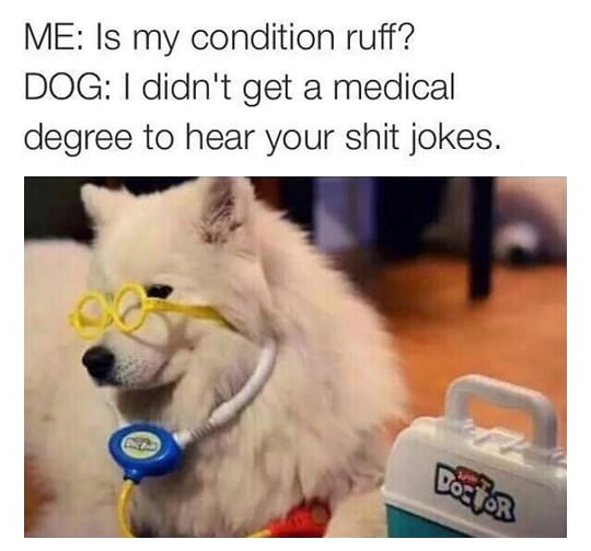 dog memes8