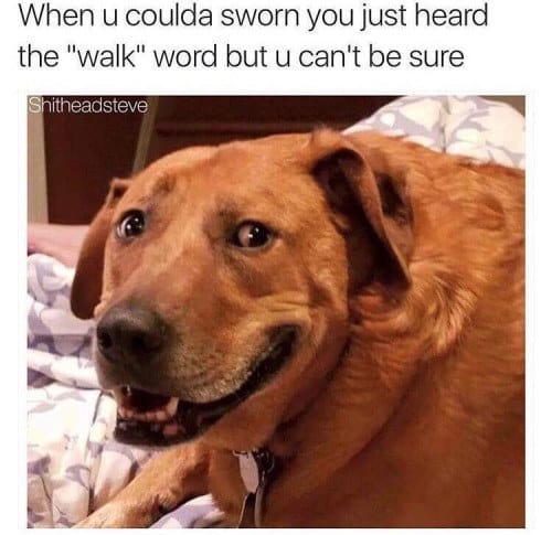 dog memes85