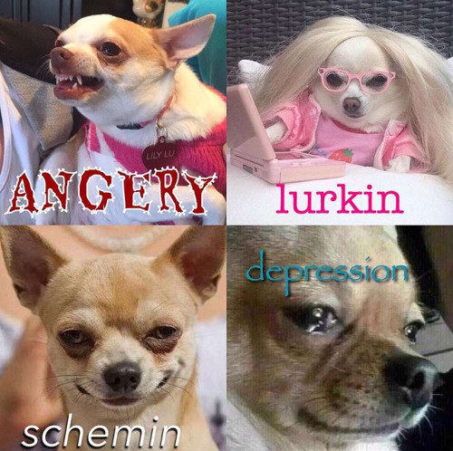 dog memes86