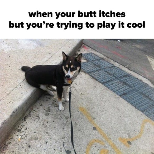 dog memes88