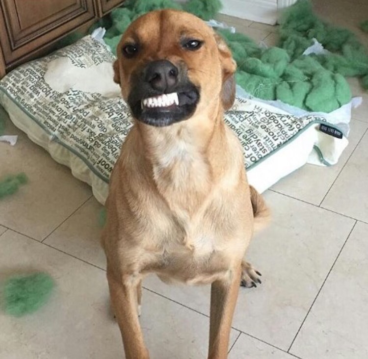 16 Adorable Dog Growl Pictures That Prove Dogs Are Adorable No Matter What