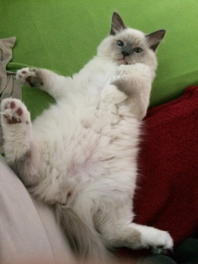 32 Funny Cat Faces Pictures That Will Make You Squeal Like A Kitten 