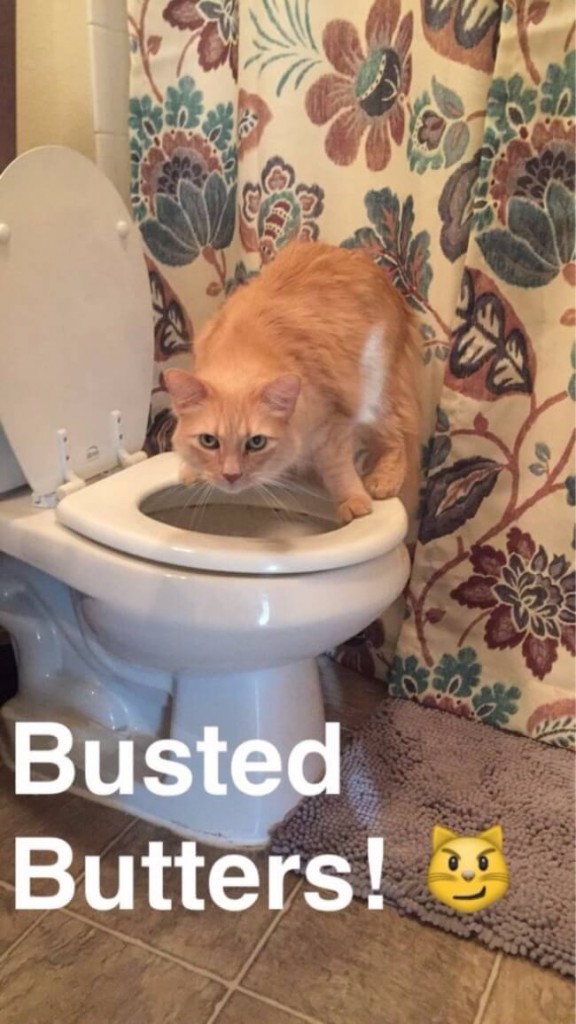 32 funny cat faces pictures that will make you squeal like a kitten