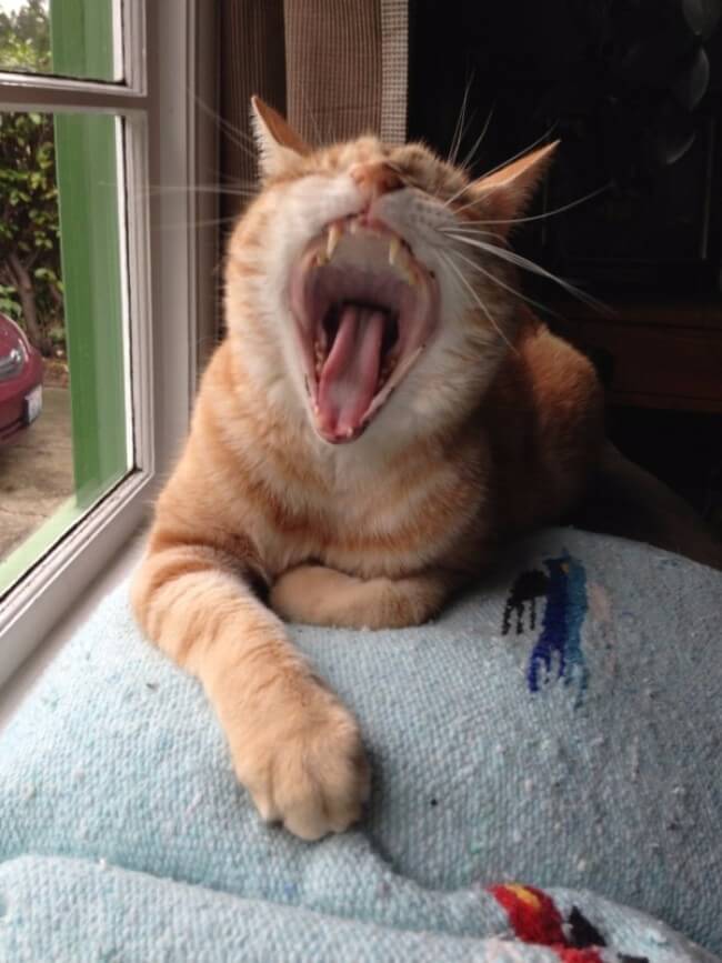 hilarious cat faces 6