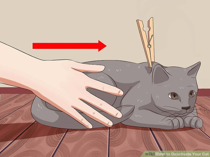 how to deactivate your cat 2