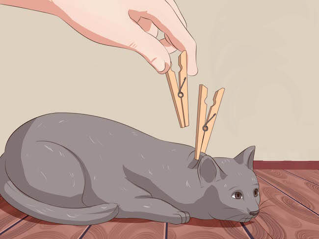 how to deactivate your cat