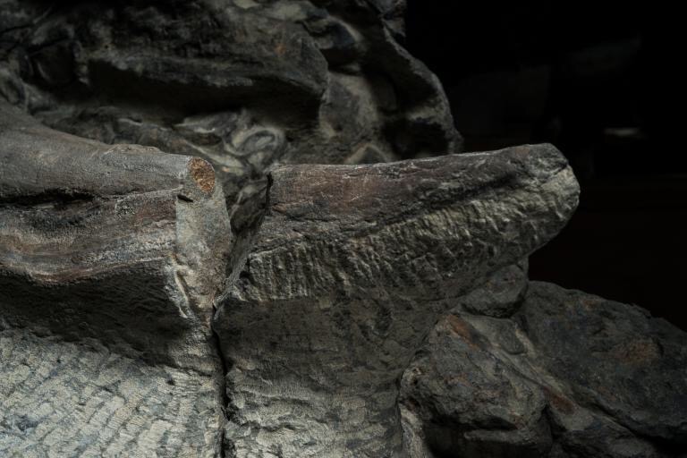 Amazing Dinosaur Fossil Was Accidently Found By Miners In Canada Walked