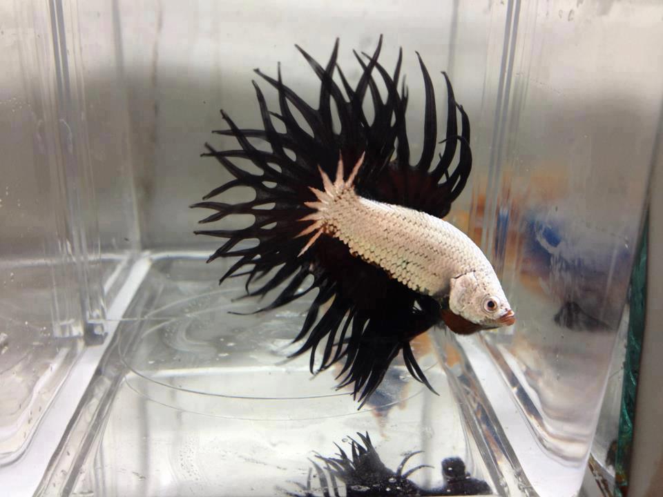 The Most Beautiful Betta Fish In The World Is So Good Looking Hes The