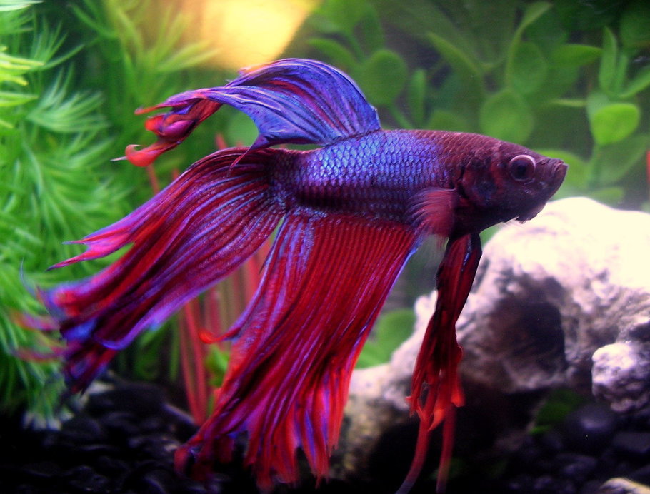 The Most Beautiful Betta Fish In The World Is So Good Looking He's The ...