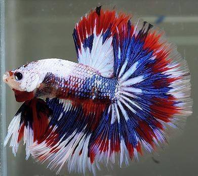 most beautiful betta fish in the world 2