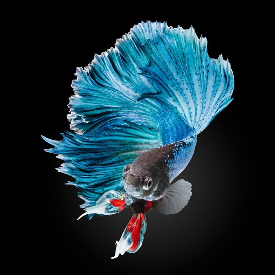 Video Of Betta Fish Flaring at Brandy Sandlin blog