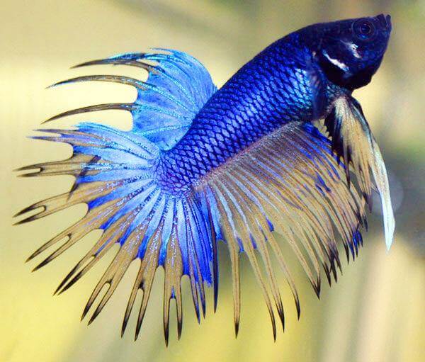 most beautiful betta fish in the world 5