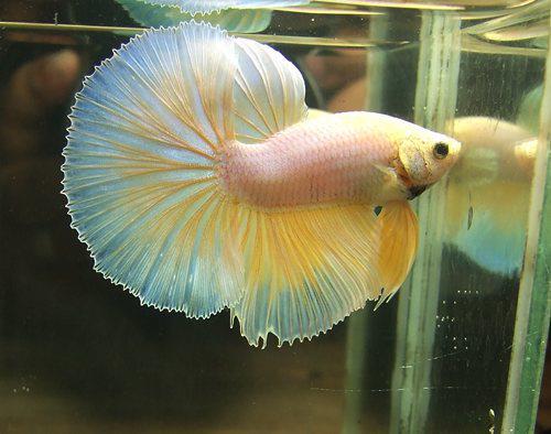 most beautiful betta fish in the world 7