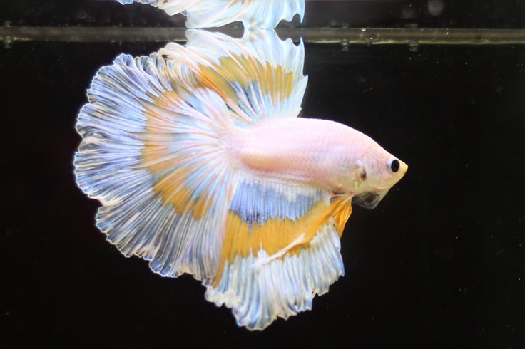 most beautiful betta fish in the world 8