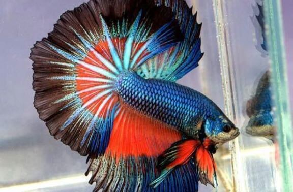 most beautiful betta fish in the world