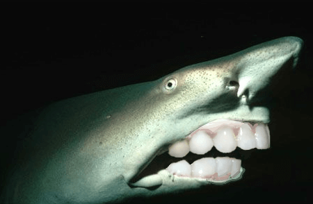 shark with human teeth 15