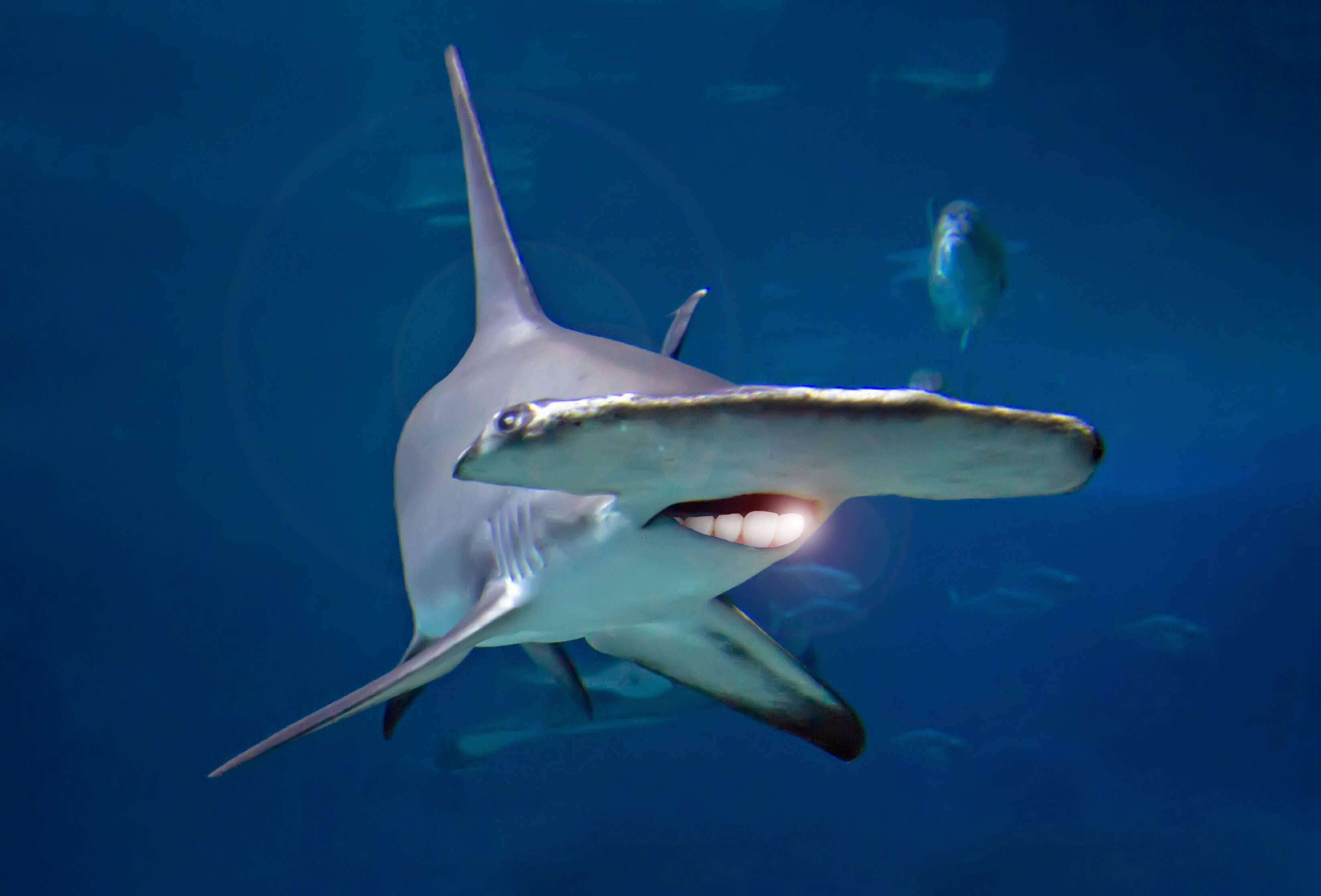 shark with human teeth 16