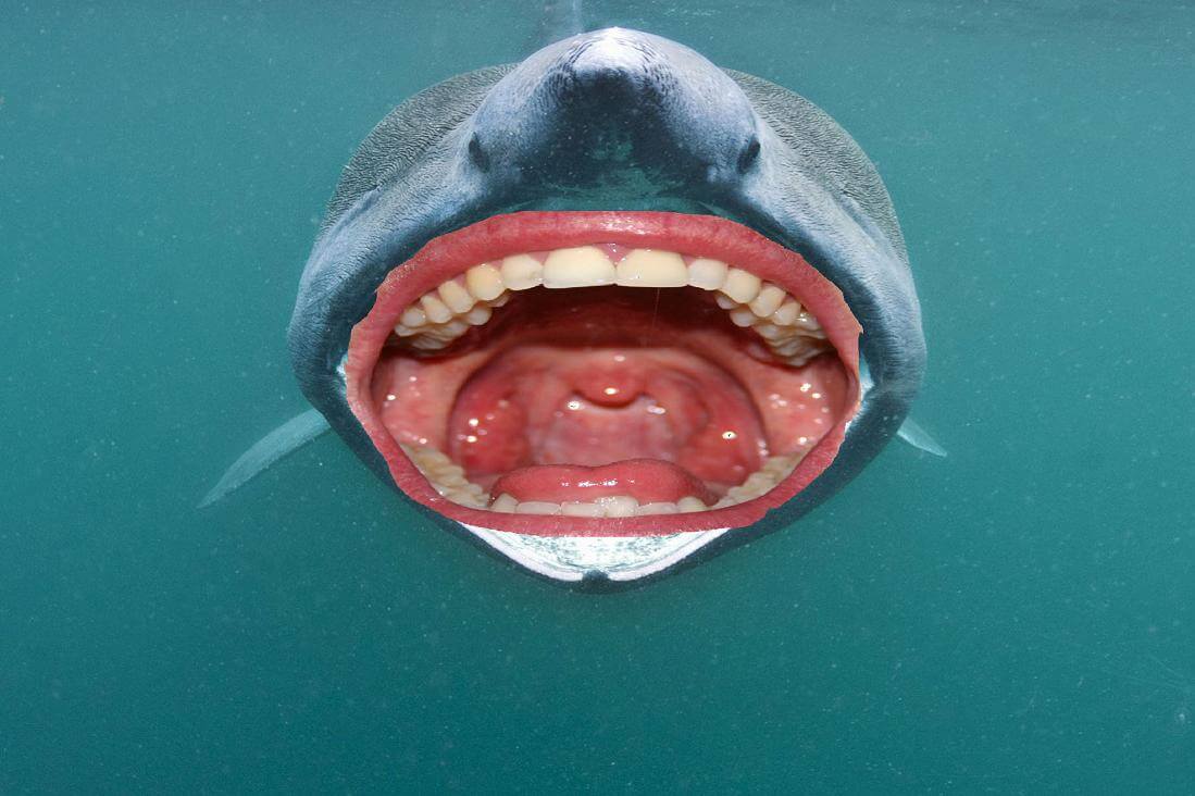 shark with human teeth 21