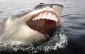 Sharks With Human Teeth Pictures That Are Just Ridiculous