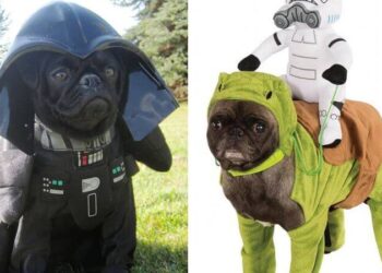 These Star Wars Dog Costumes Are So Cute They Should Be Cast To The Movie