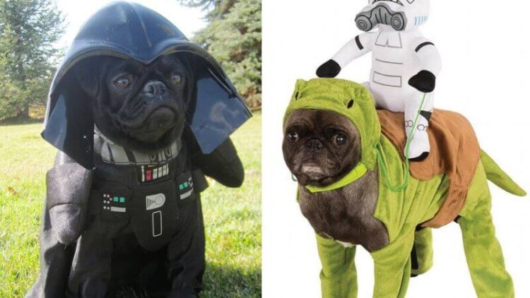 These Star Wars Dog Costumes Are So Cute They Should Be Cast To The Movie