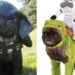 These Star Wars Dog Costumes Are So Cute They Should Be Cast To The Movie
