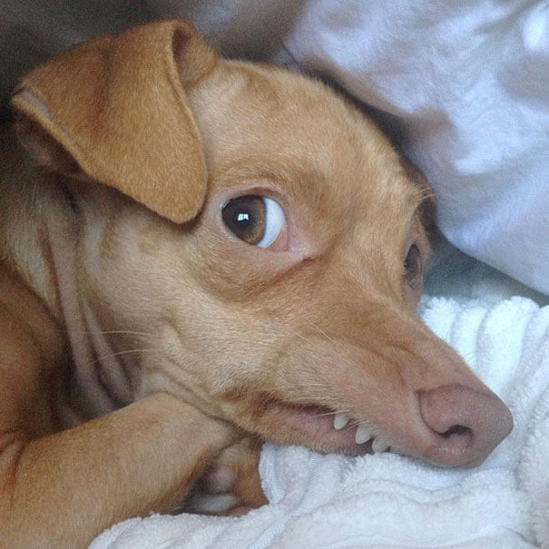 Tuna The Dog Might Have a Serious Case Of Underbite And Wrinkled Ears