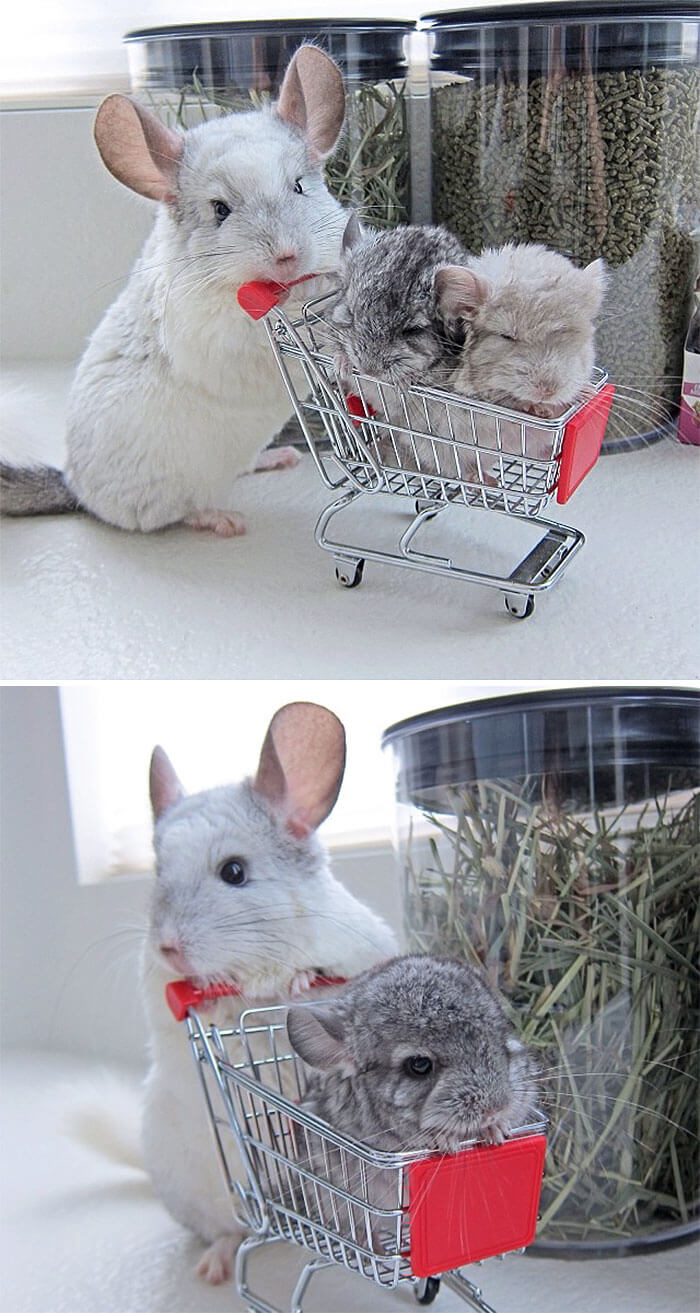 tiny Chinchilla 22