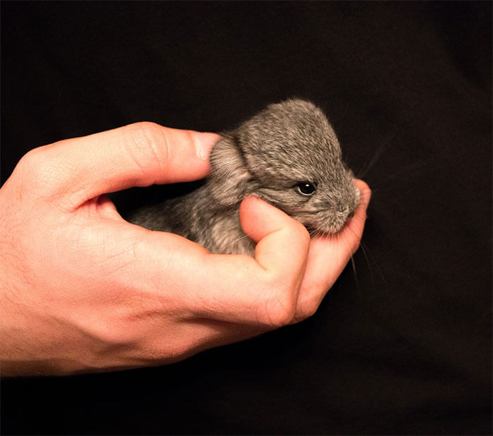 tiny Chinchilla 24