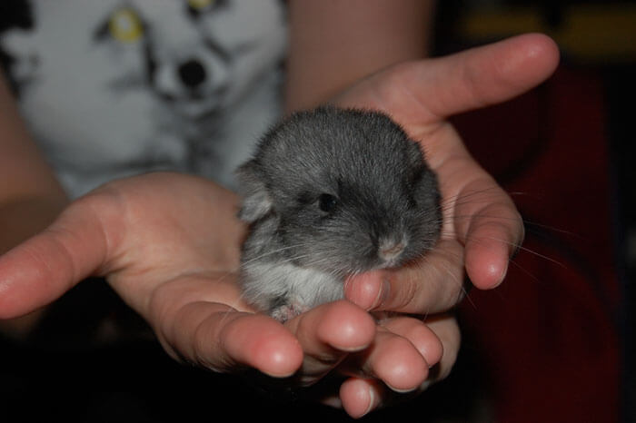 tiny Chinchilla 26