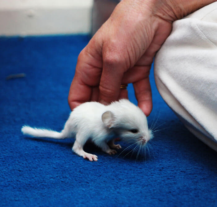 Baby Chinchilla 29