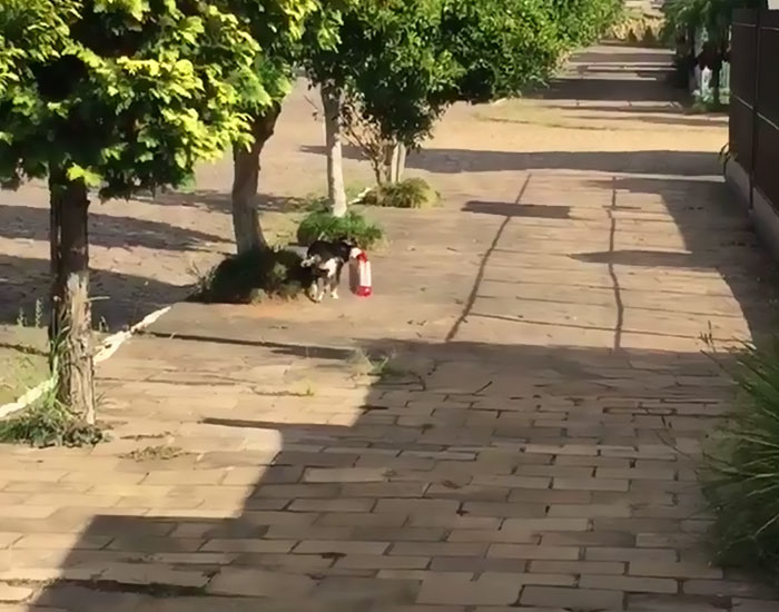 Dog Goes To Store Every Day Buys food 3