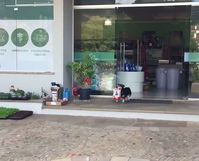Dog Goes To Store Every Day Buys food
