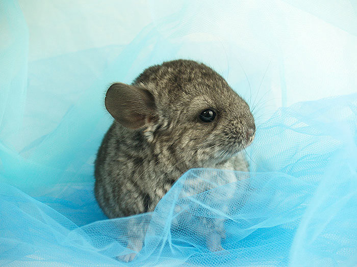 tiny chinchilla 15