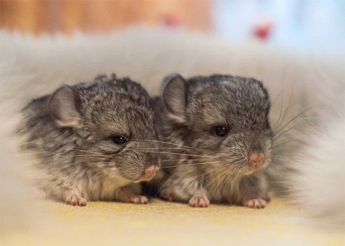 30 baby chinchilla Pictures That Will Simply Destroy You With Cuteness