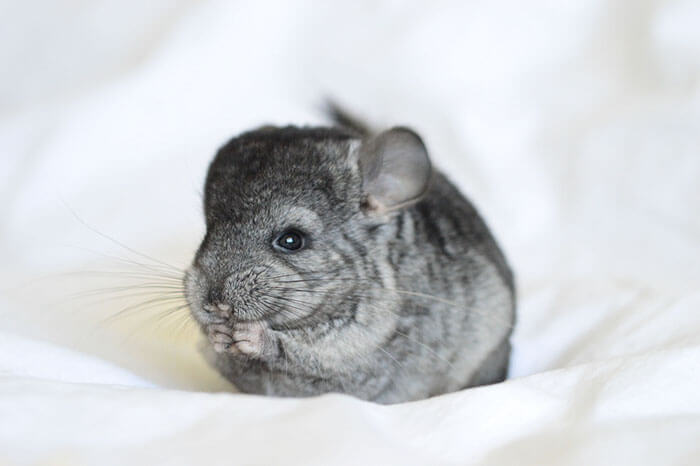 tiny chinchilla 19