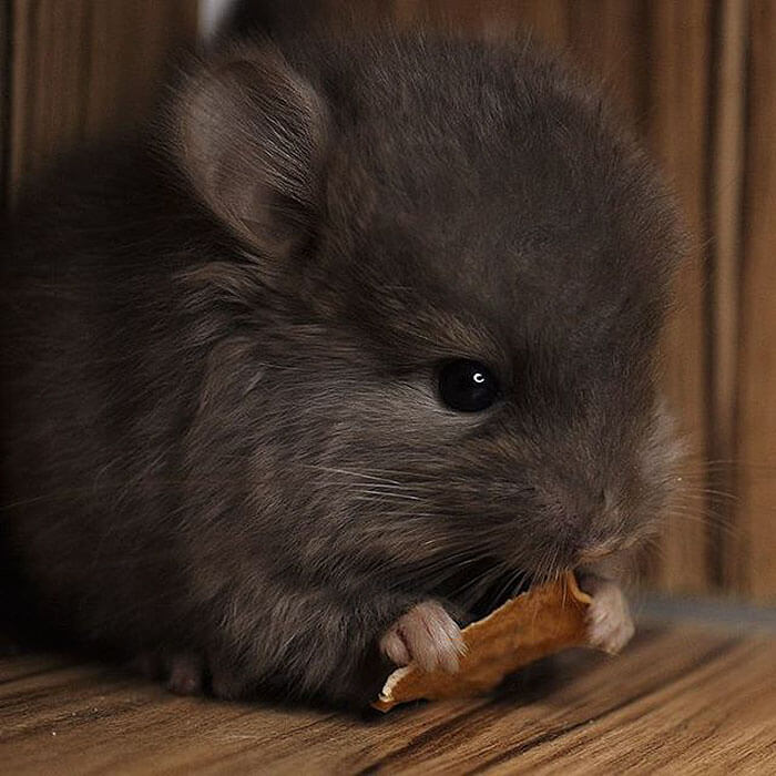 baby chinchilla 2