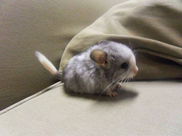 tiny chinchilla 20