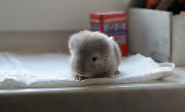 baby chinchilla 3