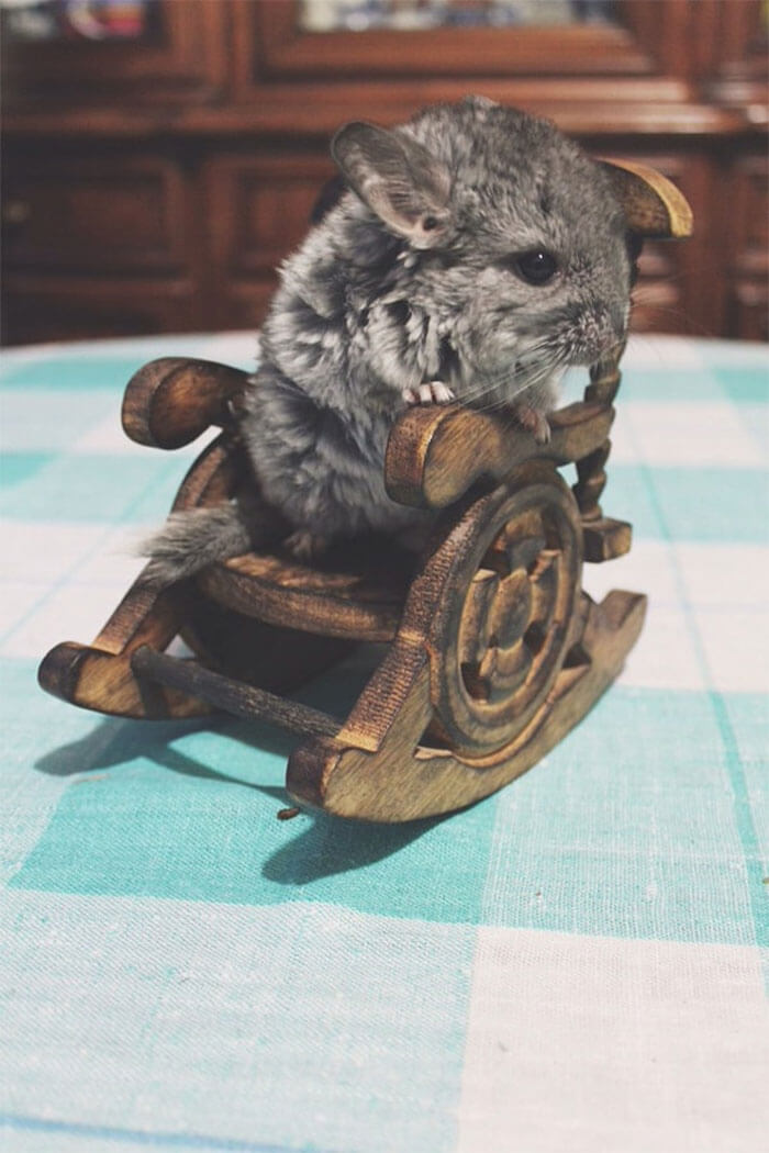 baby chinchilla 4