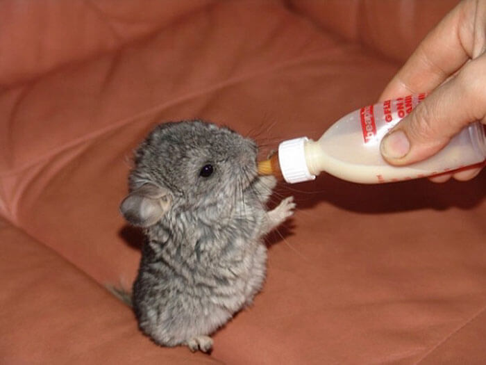 30 baby chinchilla Pictures That Will Simply Destroy You With Cuteness