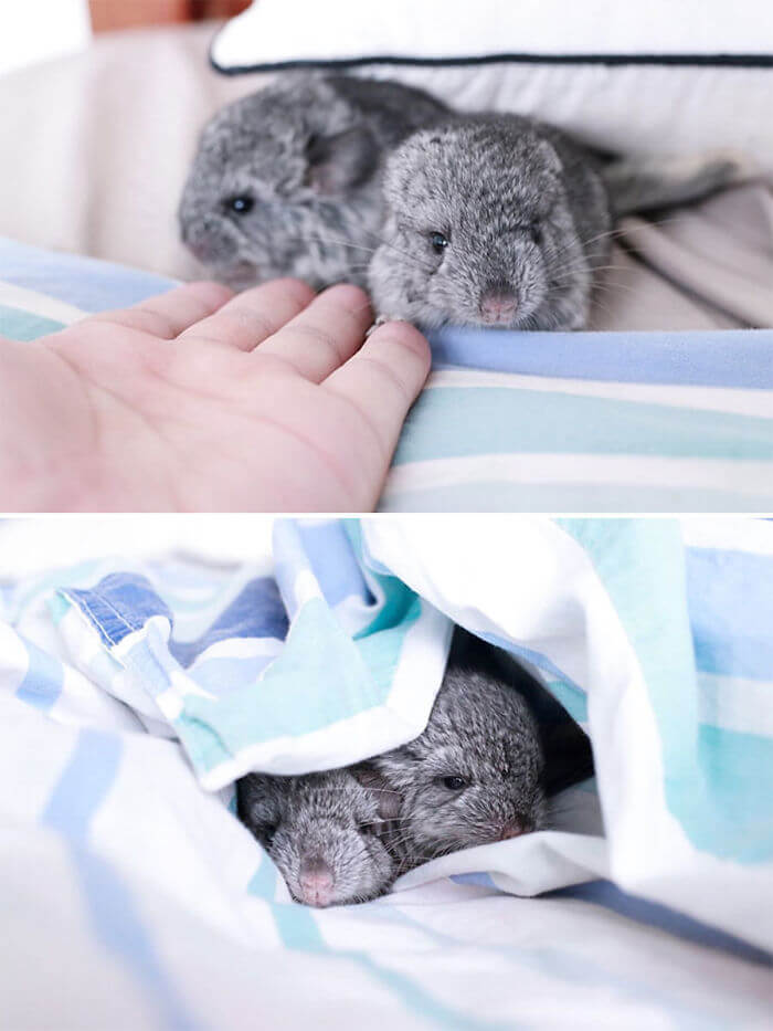 30 baby chinchilla Pictures That Will Simply Destroy You With Cuteness