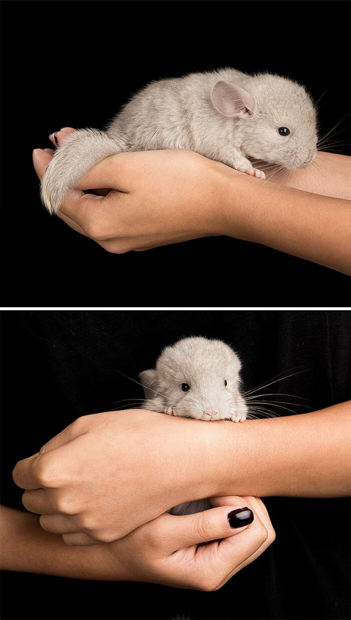 cute baby chinchillas 31 (1)