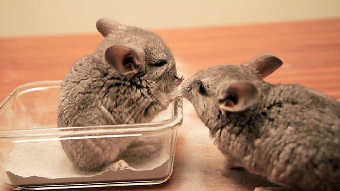 cute baby chinchillas 32 (1)