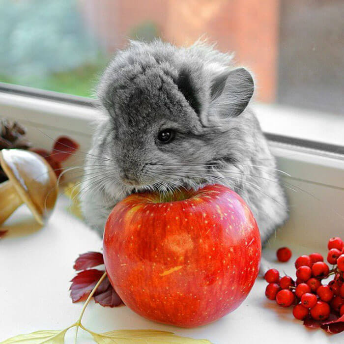 30 baby chinchilla Pictures That Will Simply Destroy You With Cuteness