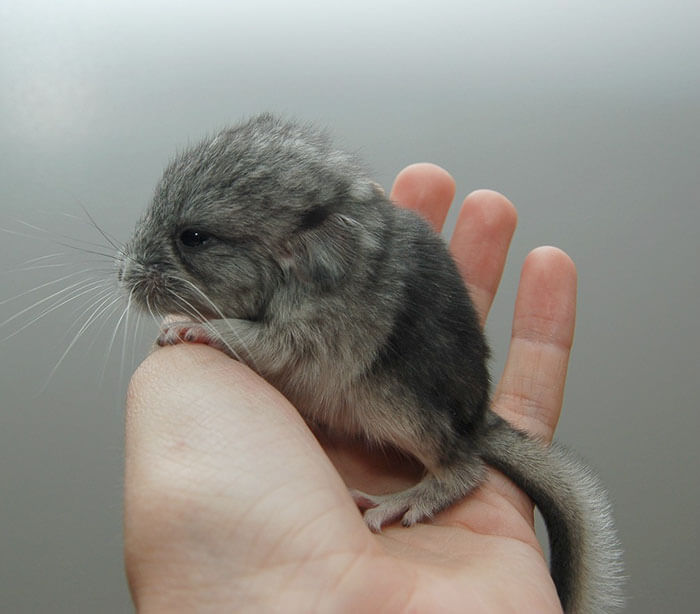 cute baby chinchillas 34 (1)