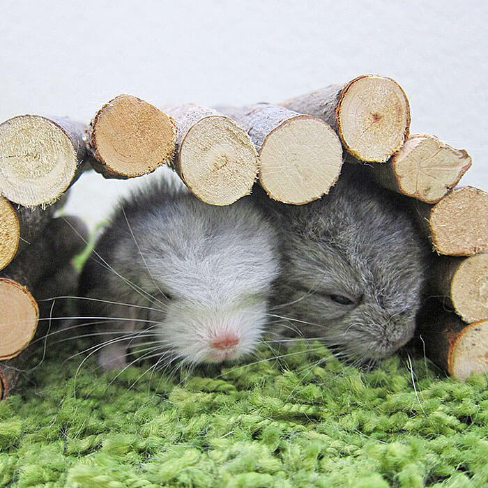 cute baby chinchillas 36 (1)